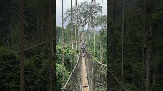 Kakum National Park canopy walk Cape Coast [upl. by Oelak656]