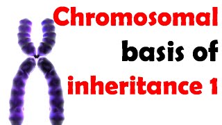 Chromosomal basis of inheritance 1 [upl. by Pet]