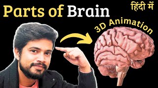 Parts of brain 3D in Hindi  Anatomy and physiology [upl. by Cathee]