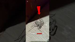 Dont Kill This Giant Spider🤯🕷  tailles Whip Spider [upl. by Marjorie174]