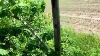 Yarrow poison hemlock and Queen Annes lace  a close look at the differences [upl. by Adnema]