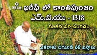 ఖరీఫ్ లో కాంతిపుంజం ఎమ్టియు 1318 వరి రకం  శ్రీ పద్ధతిలో ఎకరాకు 60 బస్తాల దిగుబడి Karshaka Mitra [upl. by Ahtnicaj912]