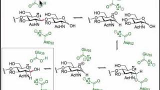 Glycoside Hydrolysis with Glycosidases [upl. by Meredithe]