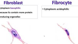 Fibroblast Vs fibrocyte [upl. by Yenittirb519]