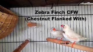 Zebra Finch CFW Chestnut Flanked With  Ling Ida [upl. by Ahsielat]