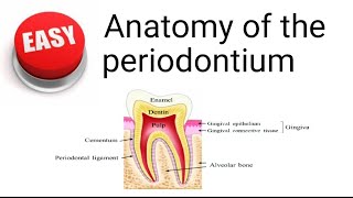 Anatomy of the periodontium [upl. by Hewe]