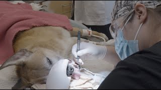 Pet dental cleanings What to expect [upl. by Natan722]