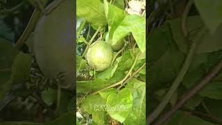 The Passiflora Edulis plant yt ytshort ytshortvideo ytplants [upl. by Cosette]