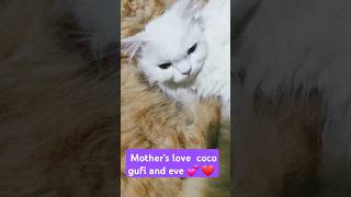 Coco nd family 👪 ❤ cococat catvideos youtubeshorts ytviral charlindcocosworld [upl. by Myriam]