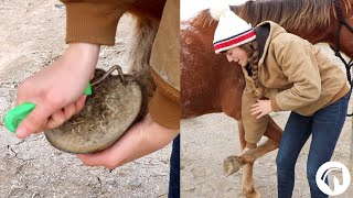 How To Clean A Horses Hooves The Easy Way [upl. by Naniac]