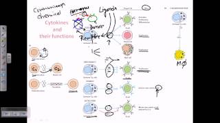 Cytokines and cytokine receptors [upl. by Happ]