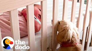 Tiny Dog Didnt Like Kids Until She Got A Baby Sister  The Dodo [upl. by Ecirum]