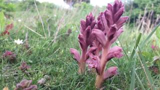 Walstrobremraap Orobanche caryophyllacea  20170521 [upl. by Ettennal]