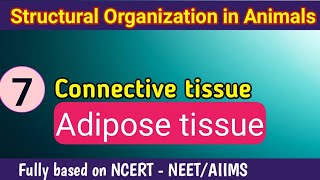 Adipose tissue  Connective tissue  Structural organization in animals  NEET  AIIMS [upl. by Topliffe]