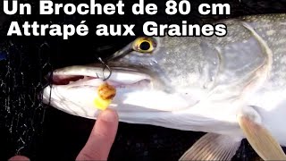 PÊCHE  Un Brochet de 80 cm Attrapé Aux Graines [upl. by Nilok]