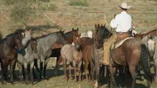 Tongue River Ranch  American Quarter Horse Program [upl. by Teeniv]