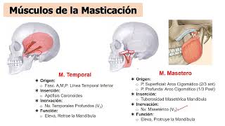 Anatomía FOSA TEMPORAL CIGOMÀTICA Y PTERIGOMAXILAR  Cabeza y cuello 3  SOCIBASF  UNMSM [upl. by Sedlik]