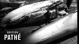 Whaling 19401949 [upl. by Ardine]