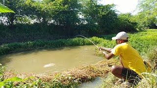 Mrigal fish amp rohu fishes catch  Grass carp fishing  Fish hunting [upl. by Veator]