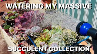 Watering My Massive Succulent Collection [upl. by Arnoldo]