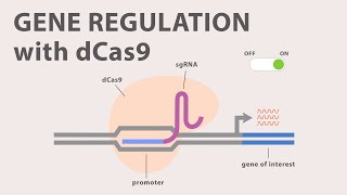 4 CRISPR Cas9  Gene Regulation with dCas9 [upl. by Rodama175]