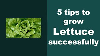 5 Tips to Ggrow Lettuce Successfully in Aerogarden [upl. by Habas]