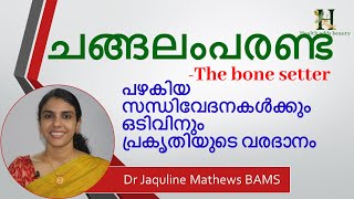 changalamparanda  ചങ്ങലംപരണ്ട Bone setter  Dr Jaquline [upl. by Uile]