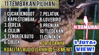 Masteran Lengkap 11 Tembakan Kasar Untuk Isian Murai amp Cucak Ijo Jernih amp Ada Jeda Malaysia Shama [upl. by Liagaba735]