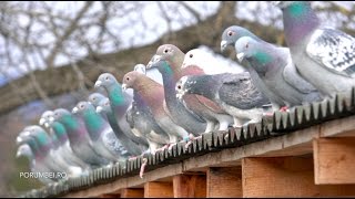 Racing Pigeons Winter Survivors by the Mountains [upl. by Miharba449]