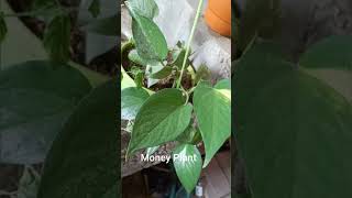 7 lucky plants 🌿 luckyplants garden plants viralvideo shorts ytshorts viralshorts [upl. by Irtimid299]