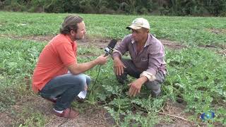 Produção de melancia no sul do Maranhão [upl. by Ibot]