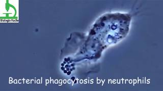 Amazing video  Bacterial Phagocytosis by Macrophages and Neutrophils [upl. by Leaw]