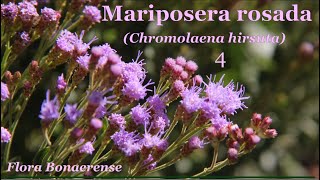 Mariposera rosada Chromolaena hirsuta   FB 004 [upl. by Duomham]