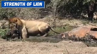 Strength of the African Lion  Lion drags Giraffe 360p [upl. by Bessie]