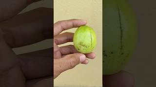 Plum Cutting ASMR Video asmrvideo asmrsounds plum fruitscutting cuttingskills mrsatisfier [upl. by Eitsyrk]