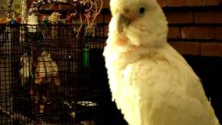 Gimli the Goffins Cockatoo Screaming turn down your volume [upl. by Yttisahc]