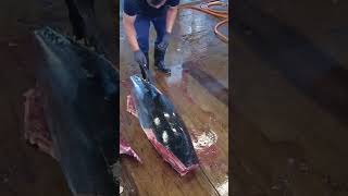 Cut Bluefin tuna [upl. by Rudin]