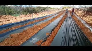 acolchado para fresa 🍓 en macrotunel planta San andres plantaremos en 8 días [upl. by Harrak]