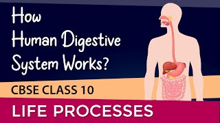 HOW HUMAN DIGESTIVE SYSTEM WORKS  lifeprocessesclass10 science NCERT chapter 6 [upl. by Lai861]