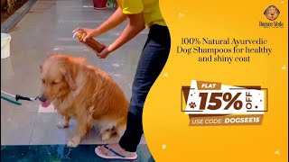 Dogsee Veda Oatmeal Shampoo  100 Natural Ayurvedic Dog Shampoos for healthy and shiny coat [upl. by Yliram]