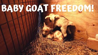 BABY GOATS meet NEW FRIEND GOATS SCARED of ROBOT LAWN MOWER WILL the HERD be NICE to the BABIES [upl. by Ihcur]