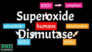 Superoxide Dismutase  SOD  Types Of Superoxide Dismutase [upl. by Trever]