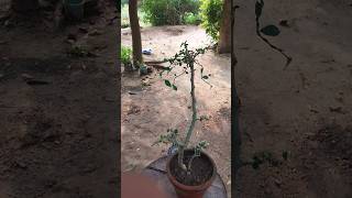 Streblus Asper Styling viralvideo garden bonsai bonsaitree [upl. by Brosine]