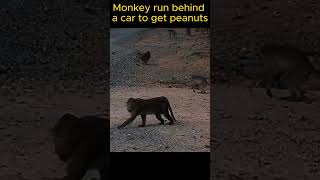 Monkey run behind a car to get peanuts shortsfeed animals life videoshorts viral viralvideo [upl. by Huldah]