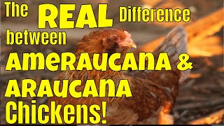 Araucana Chickens Versus Ameraucana Know the difference between these backyard chickens😍🐥🐥 [upl. by Yenahteb]