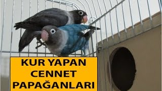 Kur Yapan Cennet Papağanı [upl. by Pedroza]