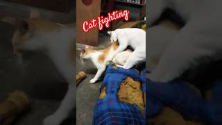 Cat fighting cats playing or fighting funny pets catvideos [upl. by Lleunamme939]