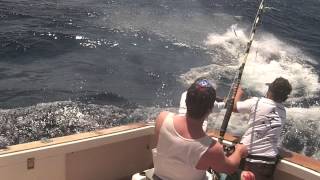 Cairns Black Marlin Fishing  TOP SHOT 2012 [upl. by Oderfigis]