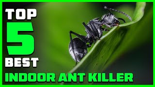 Best Indoor Ant Killer in 2023  Top 5 Review and Buying Guide [upl. by Dorella552]