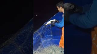 Pegando rede de pesca a noite rede rededepesca altomar pescaria pesca peixe peixes mar [upl. by Namreg]